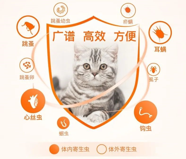 In what months should cats and dogs be given external insect repellents
