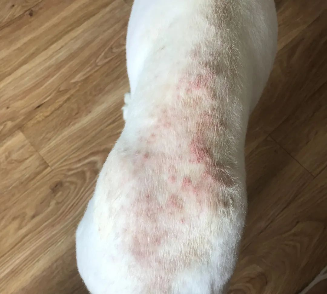 How many types of pet skin diseases are there Is there a universal medicine？