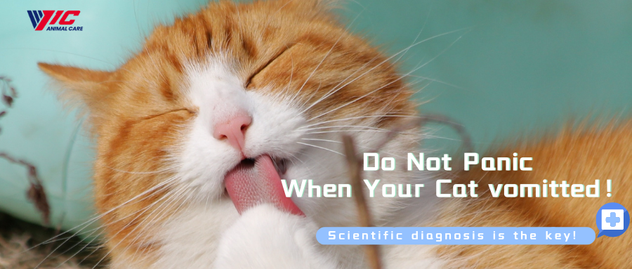 Do Not Panic When Your Cat vomitted