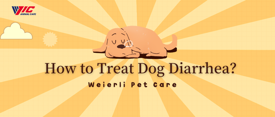 How to treat dog diarrhea？