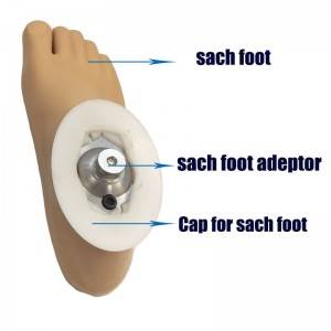 Top Suppliers Prosthetic & Orthotic Foot Artificial Limbs Ortho Medical Knee Joint Limb Prosthetic Sach Foot Prosthetics Foot with Dynamic Ankle Adaptor