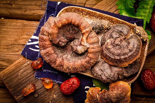 What Are The Benefits Of Ganoderma Lucidum