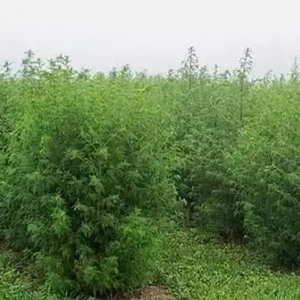 Fornitura di alta qualità Artemisia Annua Estratto Artemisinina 98%