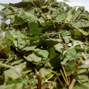 MOQ thấp cho chiết xuất hạt cỏ dại dê sừng Epimedium Extract 50% Icariin