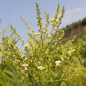 Lista de precios baratos para E. K Herb Factory 12 años de suministro Extracto puro de Sophora Japonica 100% natural Rutina Quercetina 95% 98% CAS 153-18-4