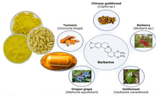 The past and present life of the miracle drug "berberine"