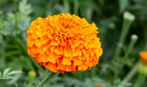 Chinese Supplier Wholesale Marigold Extract Lutein HPLC