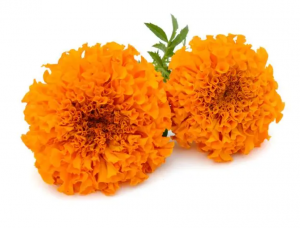China Cheap price Natural Marigold Extract 2%, 5%, 20%, 40% Zeaxanthin