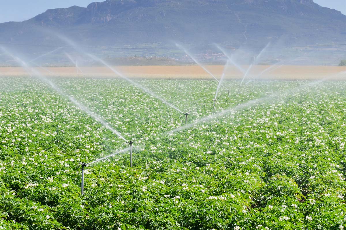 Trykktransdusere i landbruket: Overvåking av avlingsvanning med XIDIBEI
