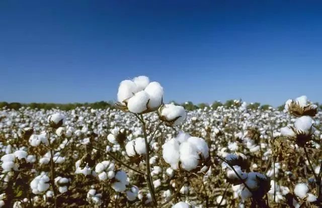 Dovážená bavlna: ceny bavlny uvnitř i vně expanze propagace obchodníků ochota oslabit