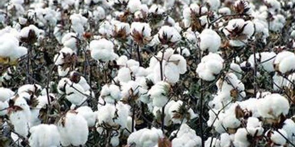Both inside and outside favorable cotton prices break through important resistance