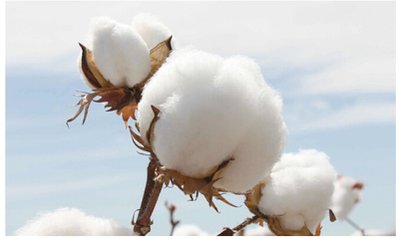 NCC: The area of intended cotton planting in the United States in 2024 decreased by 3.7% year-on-year