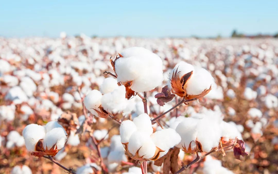 Long staple cotton: India cancels import tariffs and prices fall against the market