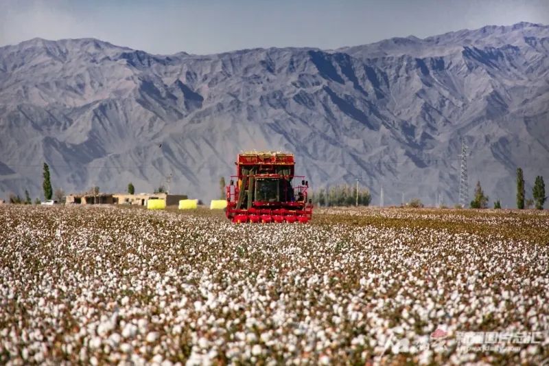 International observation: ICE experienced a “roller coaster” cotton enterprises to increase orders
