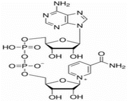 β-Nicotinamide adenine dinucleotide（CAS# 53-84-9)