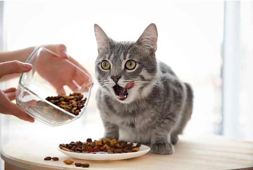 What kind of food is good cat food?