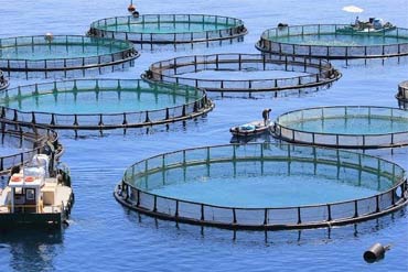 SDIC – tinkamas akvakultūros dezinfekantas