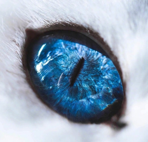 جیولری ڈیزائنر کو بلی کی آنکھ کا جنون کیوں ہے؟
