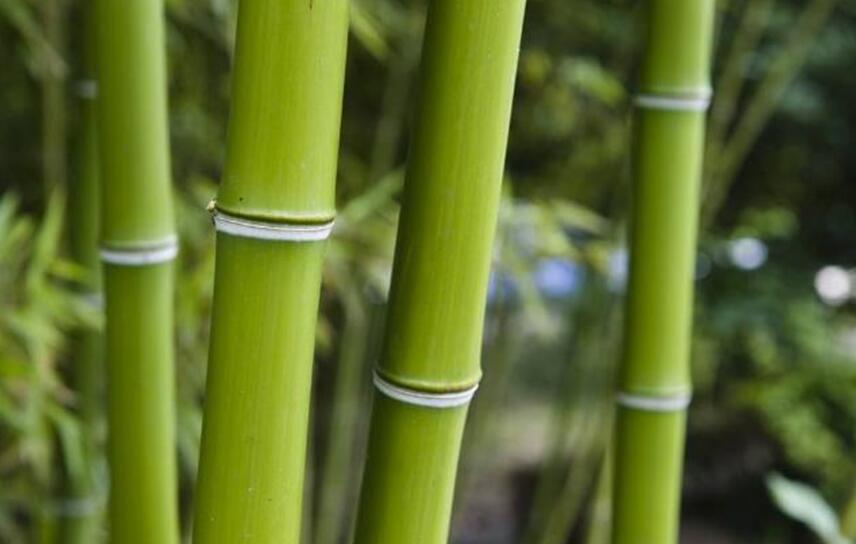 The difference between bamboo and wood