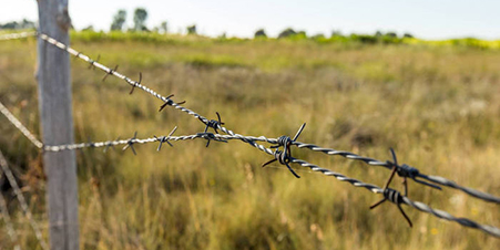 barbed  wire
