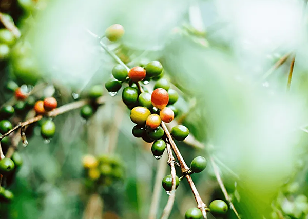 Kādu ietekmi uz iepakošanas nozari atstāj joprojām zemā kafijas cena