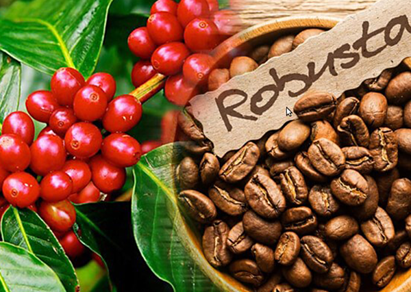 Растущий мировой спрос на кофе: новые тенденции