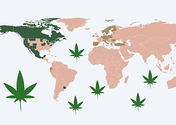 L'Allemagne légalise le cannabis.