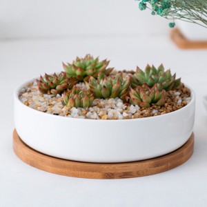 Wholesale Round White Ceramic Succulent Plant Pot