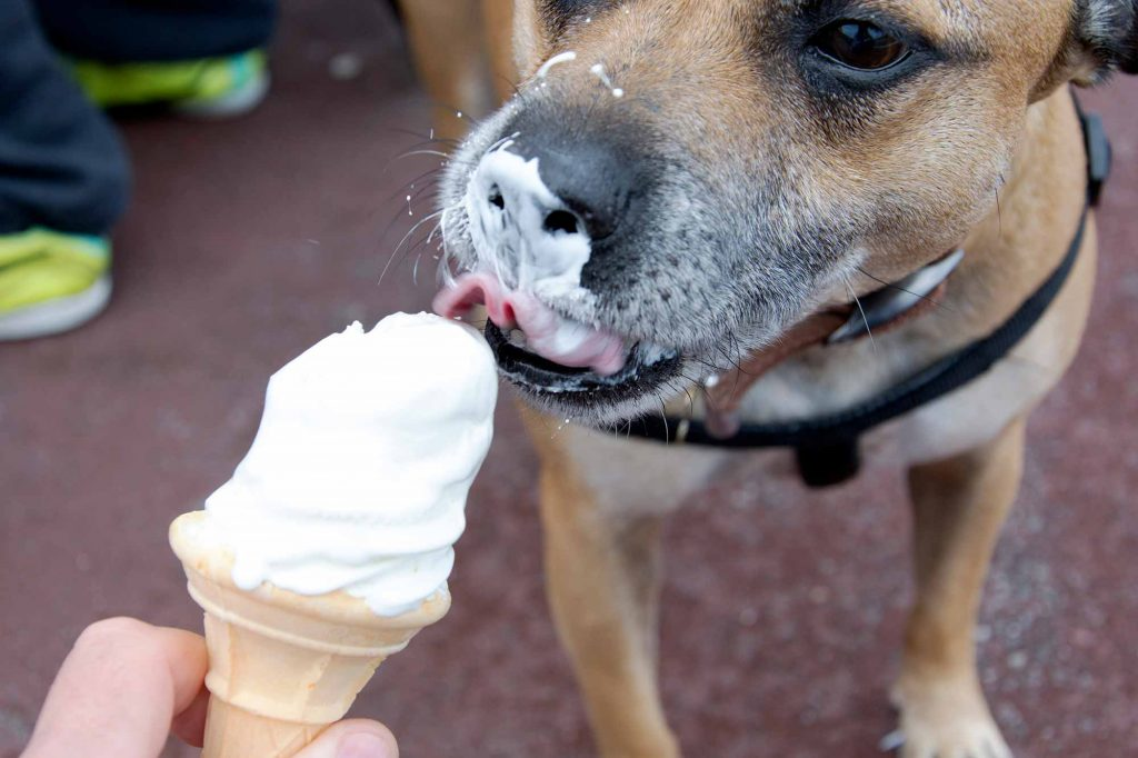 HEALTHY AND FUN: SUMMER TREATS FOR YOUR DOG