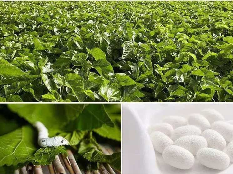 Application of Trichloroisocyanuric Acid as Fumigant in Sericulture