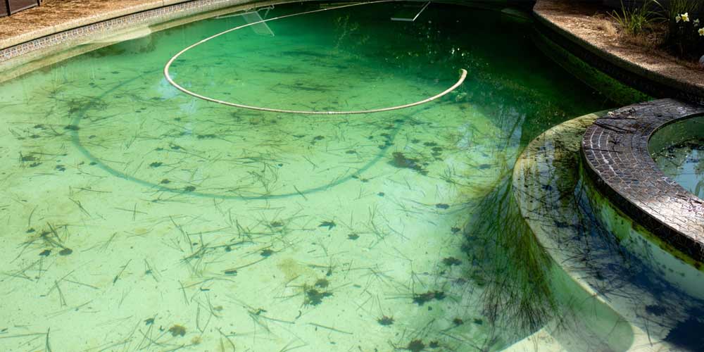 Um guia completo para remover algas da sua piscina