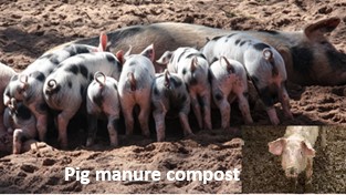 Pig manure compost
