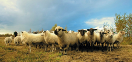 Sheep Manure to Organic Fertilizer Making Technology