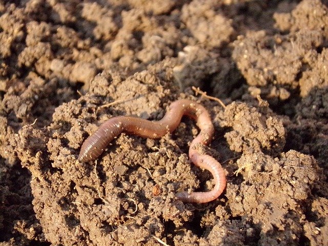 Fermentation of earthworm manure organic fertilizer