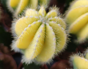 Grafted Cactus Wholesale Live Cactus Succulent Plants Indoor Plant