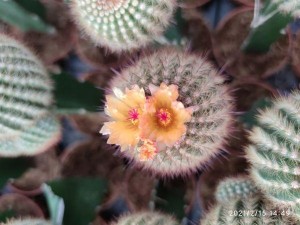 Popular Design for Succulent Cactus Plants - Grafted Cactus Wholesale Live Cactus Succulent Plants Indoor Plant – Sunny Flower