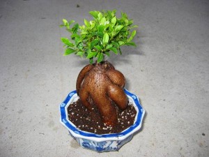 Ficus Microcarpa Bonsai Ginseng Ficus