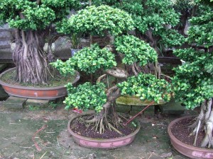 S Shaped Ficus Bonsai Microcarpa Bonsai Tree