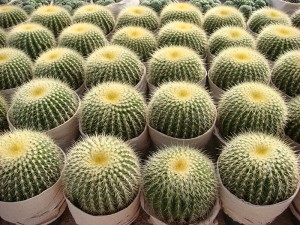 Newly Arrival Popular Cactus Plants - China Grafted Cactus Succulent Plants Home Plant – Sunny Flower