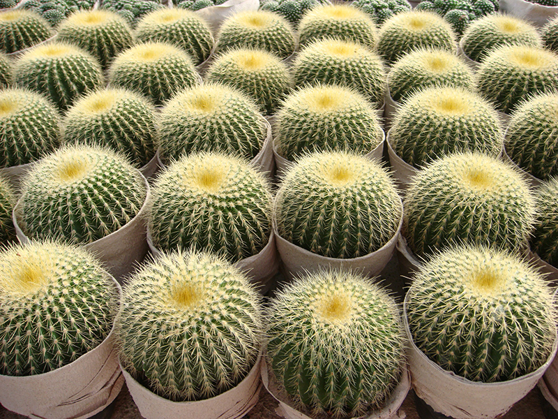 Factory Free sample Indoor Cactus Plants - China Grafted Cactus Succulent Plants Home Plant – Sunny Flower
