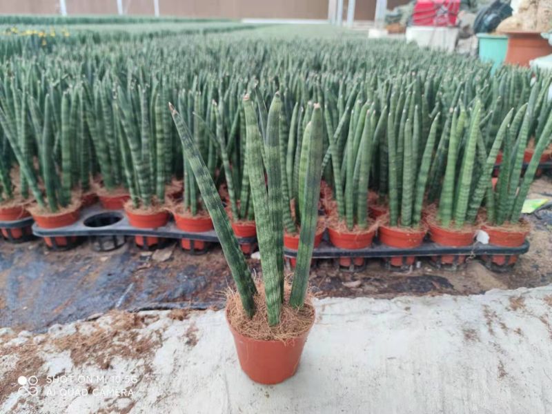 Competitive Price for Snake Cactus Plants - Sansevieria Cylindrica – Sunny Flower