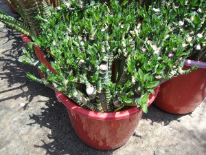 Factory For Twisted Lucky Bamboo Plant - Lotus bamboo lucky Bamboo plant dracaena sanderiana – Sunny Flower