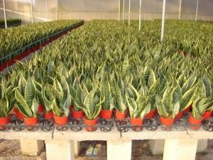 Hot New Products China Plants Sansevieria Series