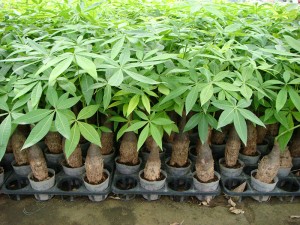 100% Original Factory Medium Young Money Tree - Single Trunk Pachira Macrocarpa Foliage Bonsai Plants – Sunny Flower