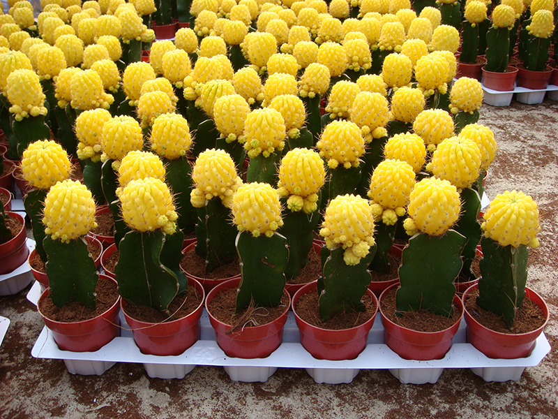 High definition Cactus 9cm - Parodia Schumanniana var. Albispinus Cactus – Sunny Flower