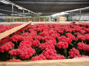 2021 Good Quality Cactus Plants - Cactus Gymnocalycium Mihanovichii var. friedrichii – Sunny Flower
