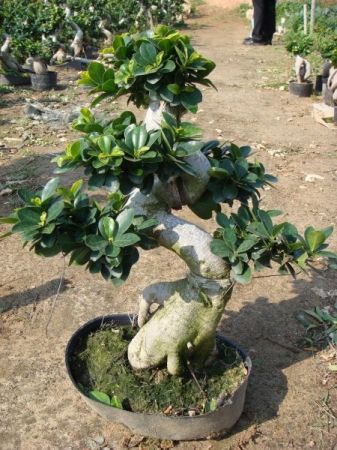 Chinese wholesale Ficus S Bonsai - Living Plant S Shape Bonsai Ficus – Sunny Flower