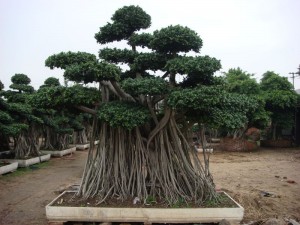 Hot Sale for Grafted Ginseng - Ficus Microcarpa Root Shape Big Bonsai Trees For Outdoor – Sunny Flower