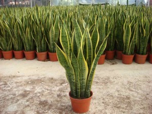 Leading Manufacturer for Whale Fin Snake Plant - Laurentii Growing Well Green Plants Wholesale Bonsai Sansevieria Trifasciata – Sunny Flower