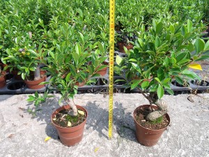Ficus Formosan Maxim Ficus Retusa Taiwan Ficus Bonsai